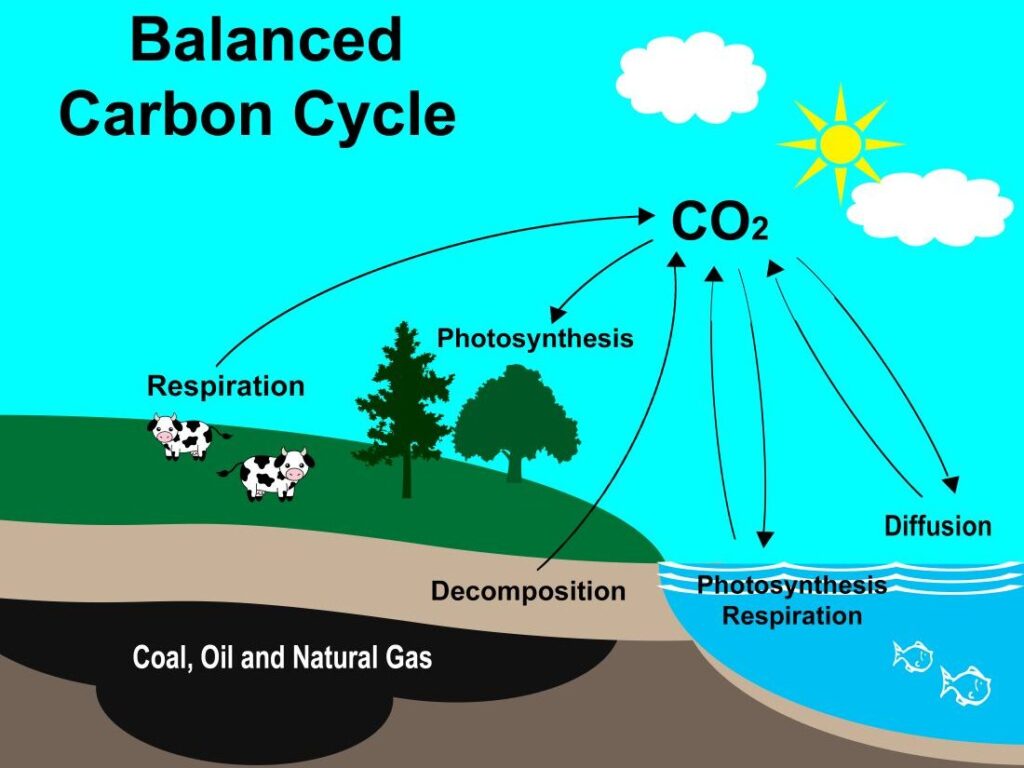 Balanced Carbon Cycle