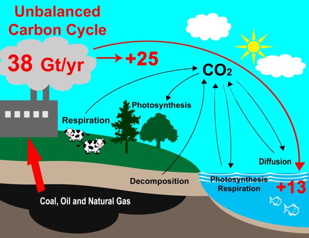 Unbalance Carbon Cycle